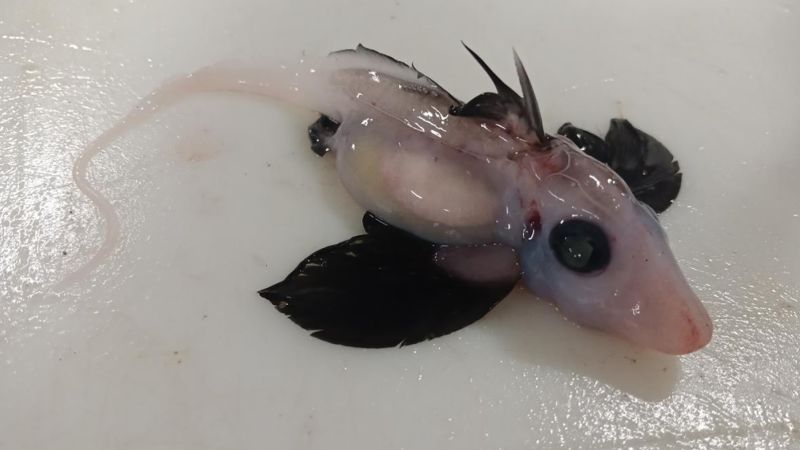 ‘Very rare’ baby ghost shark found by scientists