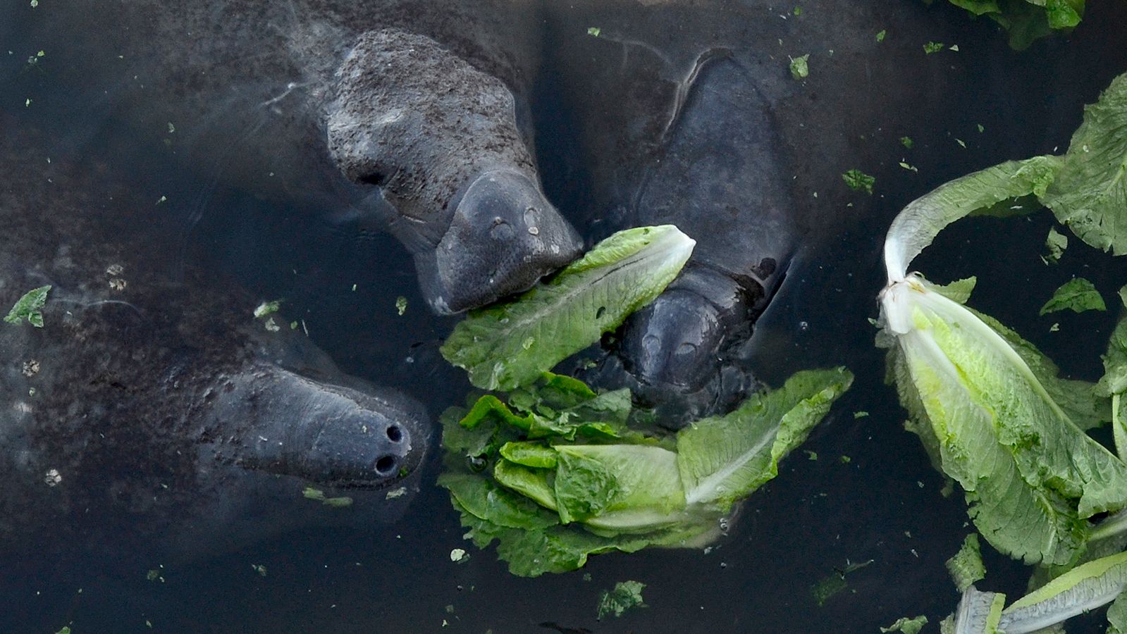 Florida manatees eat lettuce that's been distributed by wildlife officials.