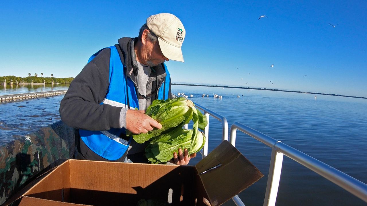 Produce is distributed to the manatees, also called sea cows.