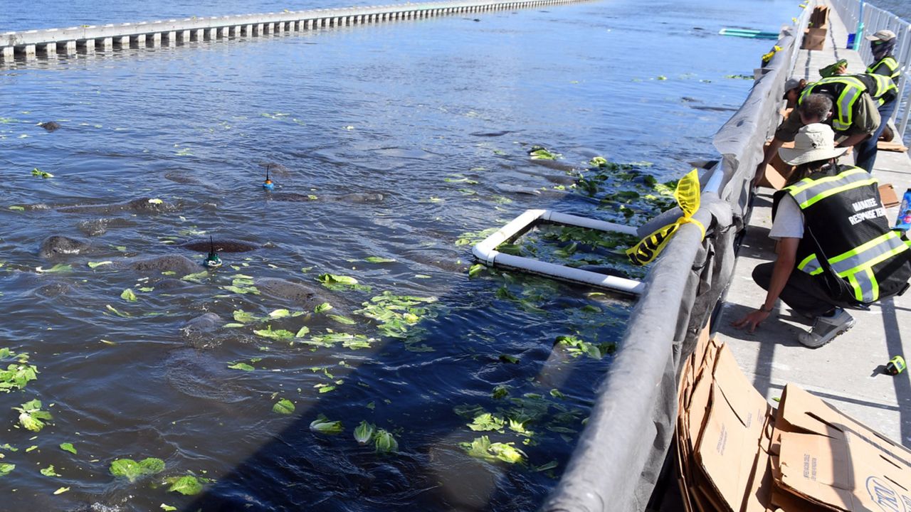 The manatees gather at the temporary feeding ground.