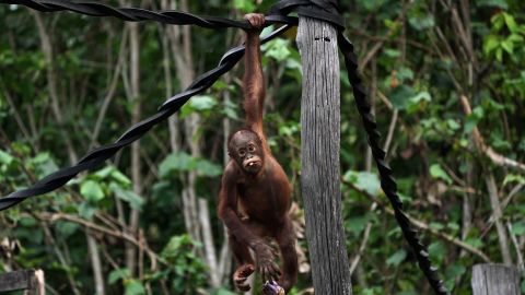 A juvenile orangutan plays at the Samboja Lodge eco-tourism resort. 