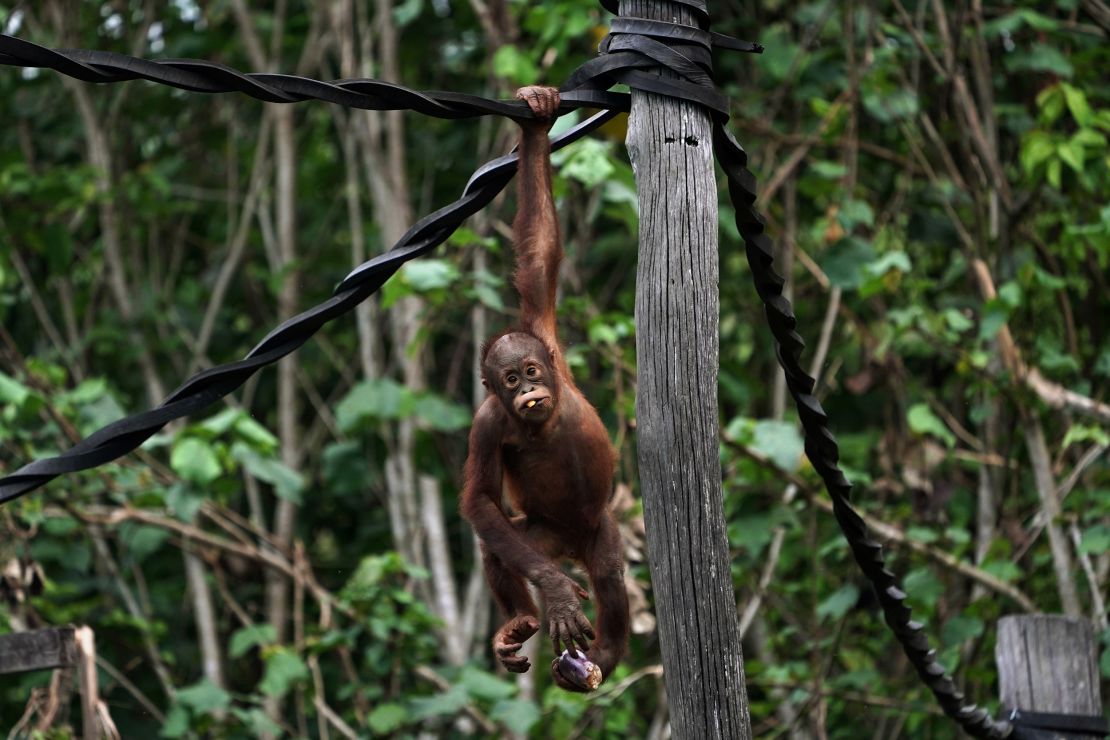 A juvenile orangutan plays at the Samboja Lodge eco-tourism resort. 