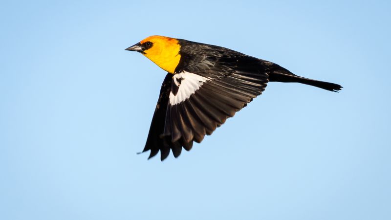 Cientos de pájaros han caído muertos en México. Los expertos revelan por qué Cientos de pájaros han caído muertos en México. Los expertos revelan por qué