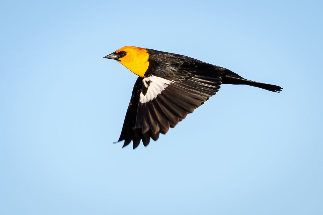 Hundreds of yellow-headed blackbirds crashed to the ground in Chihuahua, Mexico, leaving many dead. 