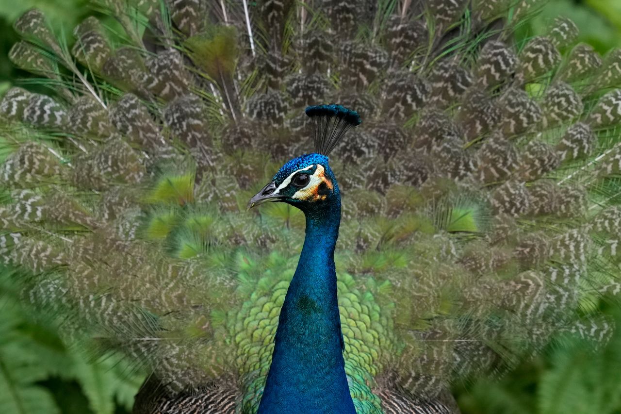A young peacock stands in the backyard of a home in Coral Gables, Florida, on Tuesday, February 15. The Miami-Dade County Commission voted last month to loosen protections for peacocks, which have become a divisive issue in Miami's lusher suburbs as their population has grown in recent years.