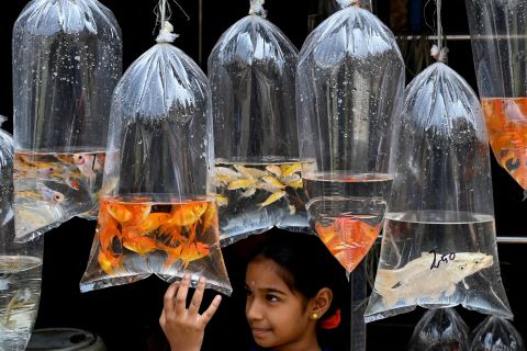 A child checks out fish at a pet shop in Chennai, India, on Thursday, February 17.