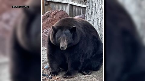 The bear weighs an estimated 500-pounds and is 