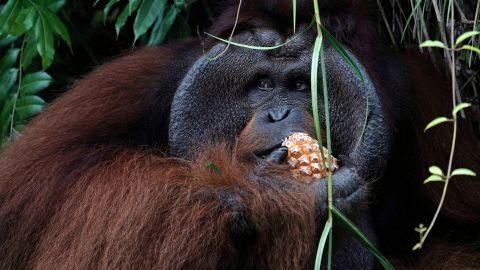 An orangutan eats a pineapple at the Samboja Lodge eco-tourism resort, operated by the Borneo Orangutan Survival Foundation.