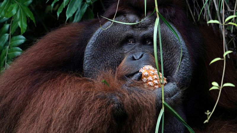 Indonesia’s new forest capital in Borneo heightens fears for orangutans’ future | CNN