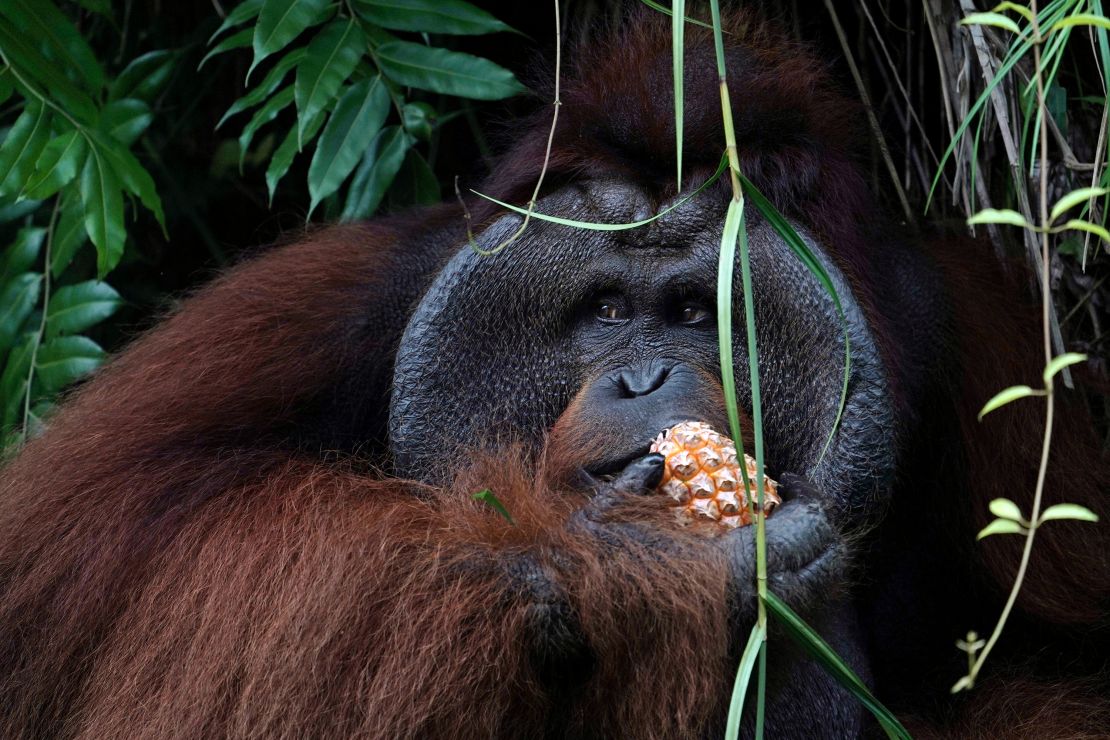 An orangutan eats a pineapple at the Samboja Lodge eco-tourism resort, operated by the Borneo Orangutan Survival Foundation.