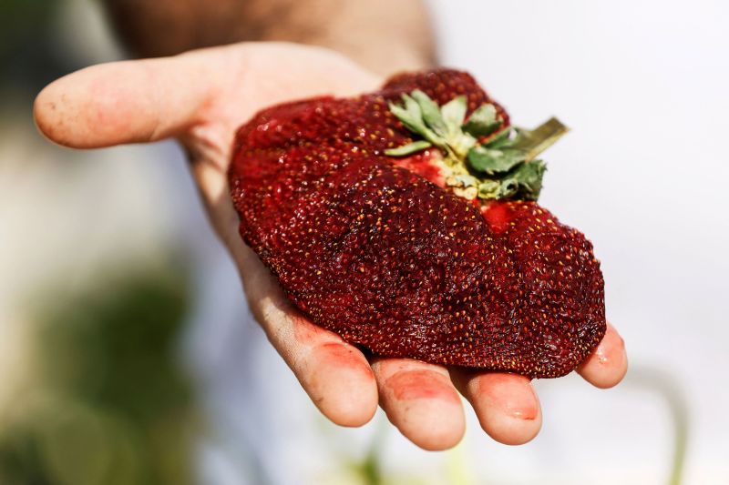 Giant strawberry sets Guinness World Record | CNN