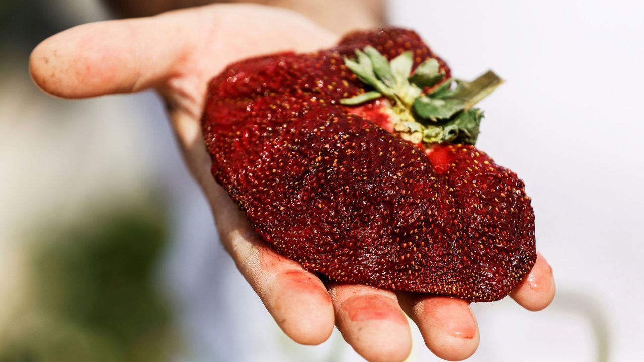 Israeli farmer Tzahi Ariel presents his giant strawberry in Kadima, Israel. It weighed 289 grams (10.2 ounces).

