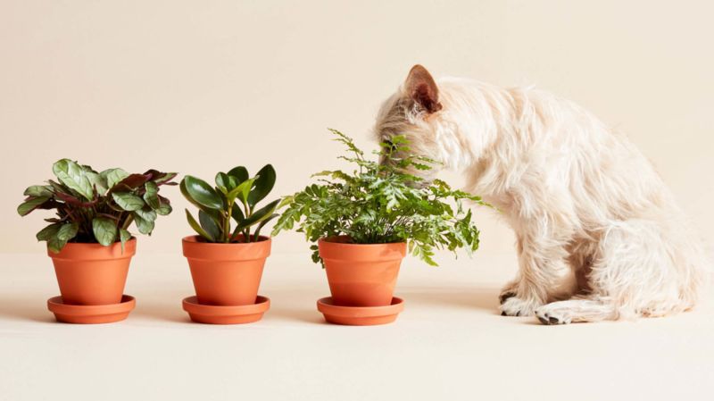 Non toxic best sale bushes for dogs