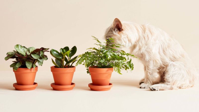 are basil plants safe for dogs