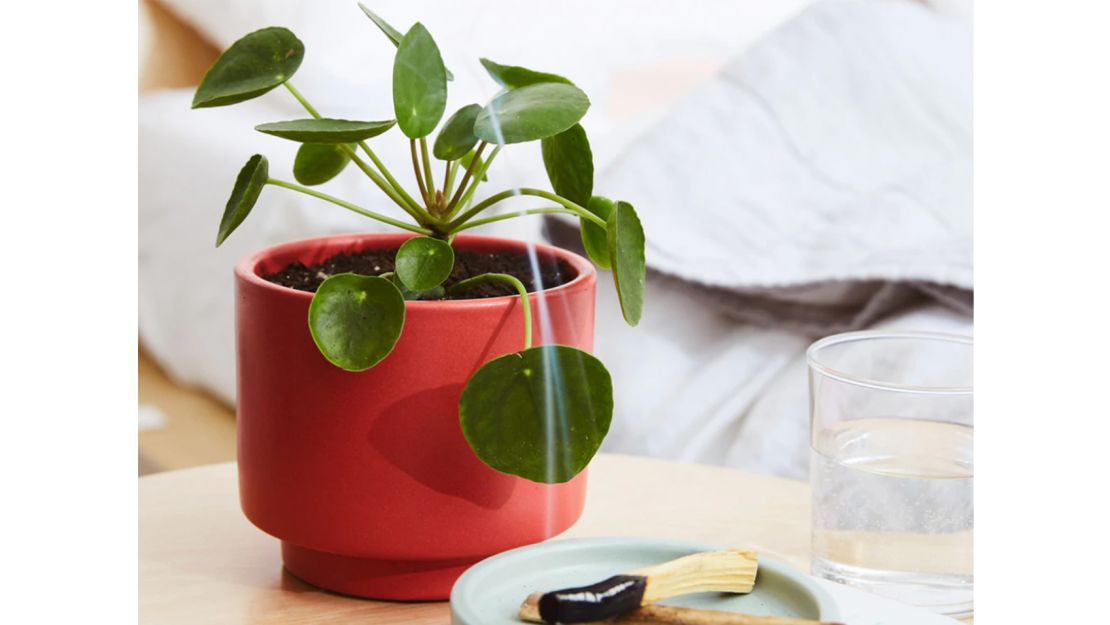 The Sill Pilea Peperomioides