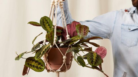 Bloomscape Red Prayer Plant