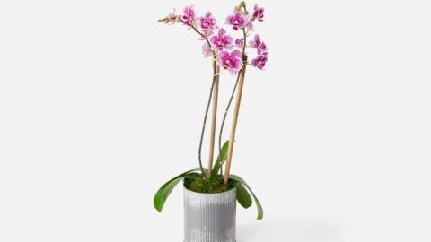 Urban Stems The Skye Orchid 