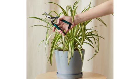 Bloomscape Spider Plant 