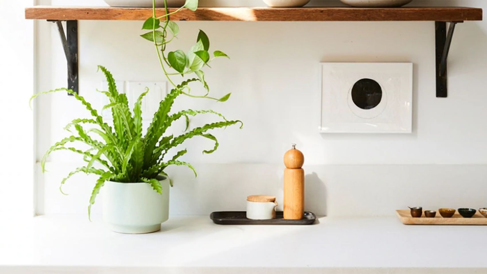 16 best pet friendly houseplants safe for cats and dogs | CNN Underscored