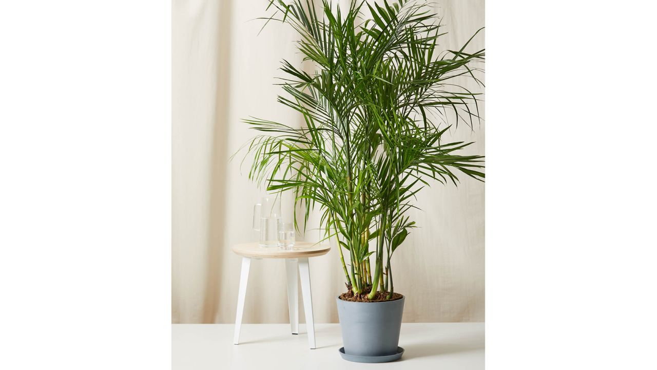 petplant Bloomscape Bamboo Palm
