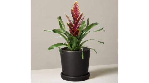 The Sill Bromeliad Vriesea Vogue