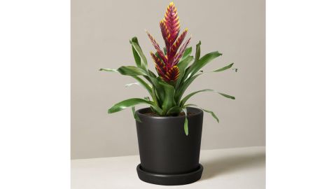 The Sill Bromeliad Vriesea Vogue 