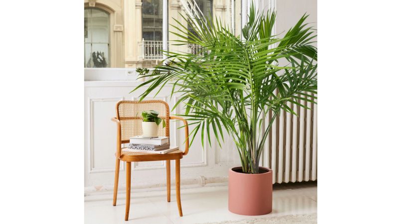 16 best pet friendly houseplants safe for cats and dogs