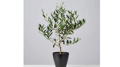 Plants.com Olive Tree 