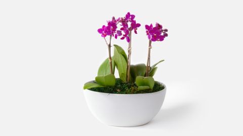 Urban Stems The Zahra Orchid 