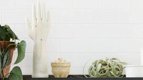 The Sill Xerographica Air Plant