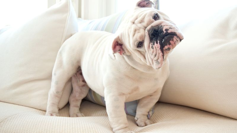 Best brush outlet for english bulldog