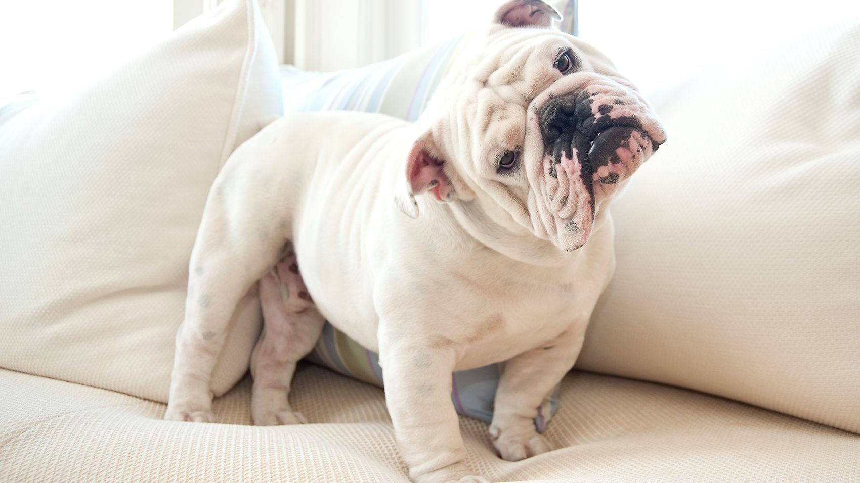 18 simple ways to remove pet hair from clothes, couches and car