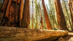 At Sequoia National Park in California, a hiker enjoys a bit of solitude -- a sometimes rare commodity at popular national parks in peak season.