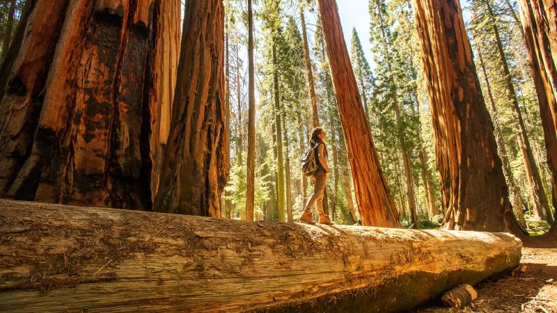 Want to visit a popular US national park this summer? Start planning ...