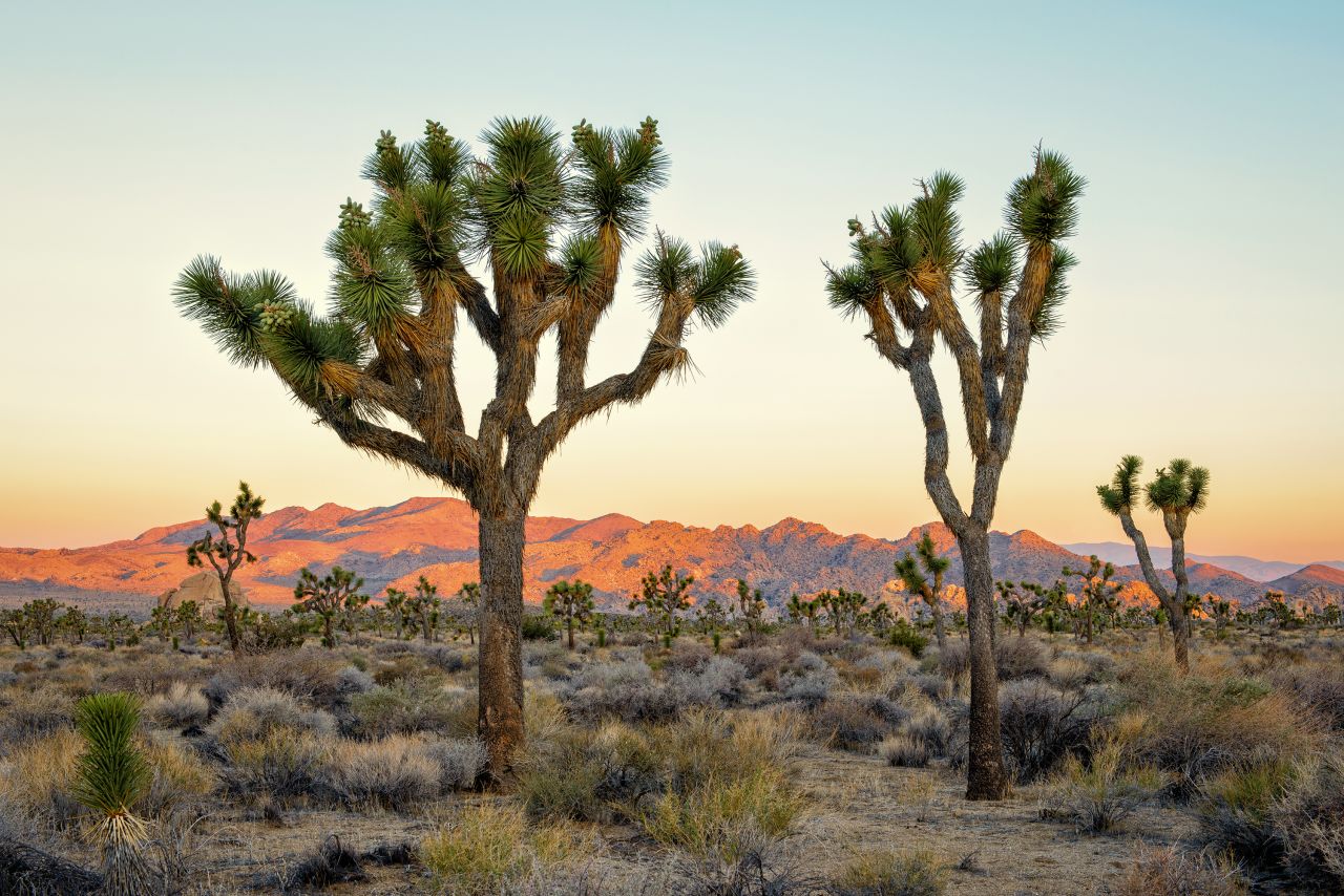 Joshua Tree National Park is taking public comment on a new entrance station.