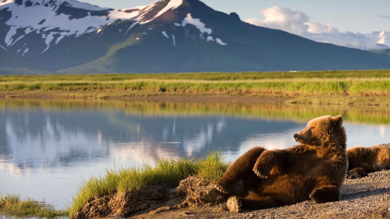 A brown bear rests along a river in Katmai National Park and Preserve in Alaska.