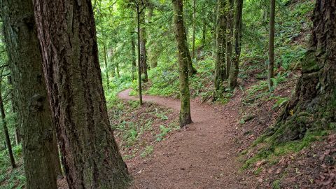 Forest Park in Portland, Oregon, has more than 80 miles of trail that wind around the Tualatin Mountains.