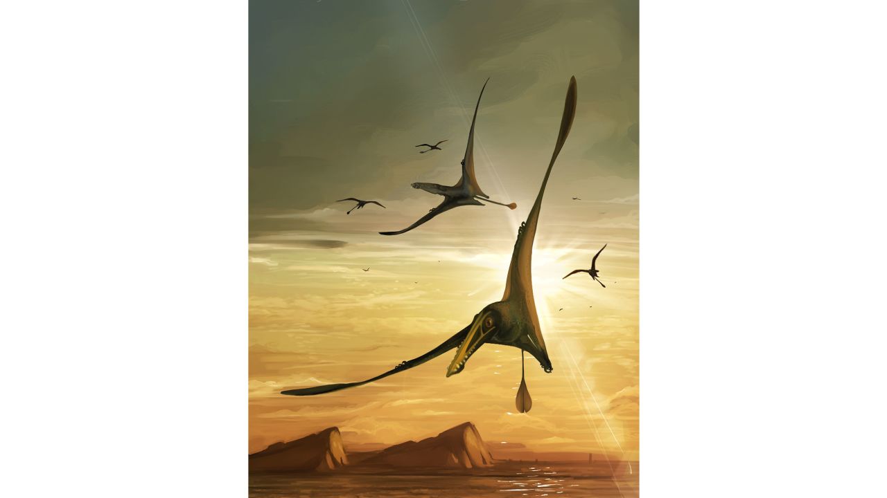 An illustration depicts the pterosaur, which had a wingspan of more than 2.5 meters (8.2 feet). 