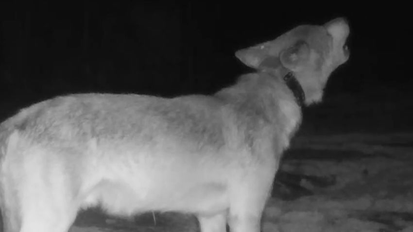 wolf howl moos