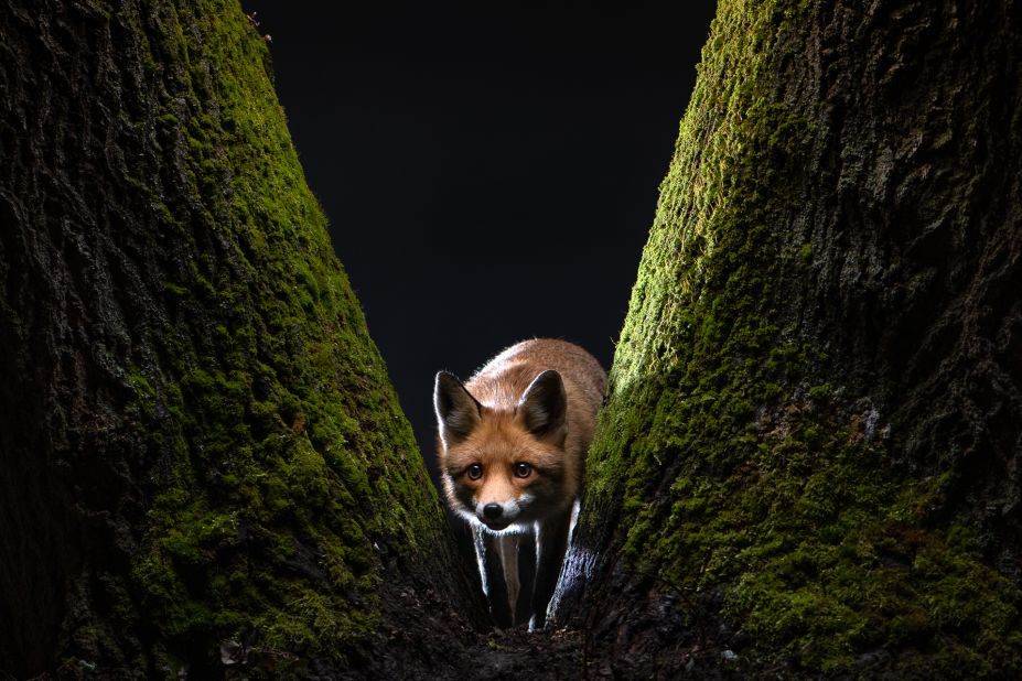 In "The Fox's Tale," Milan Radisics narrates a period of eight months during which he spent almost every night photographing a young fox visiting his back garden. <br />