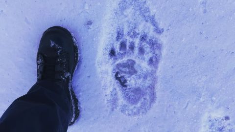 A South Lake Tahoe police officer's foot next to Hank's footprint shows the bear's large size.