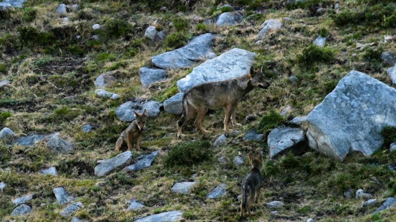 Bringing back wolves to a Portuguese valley