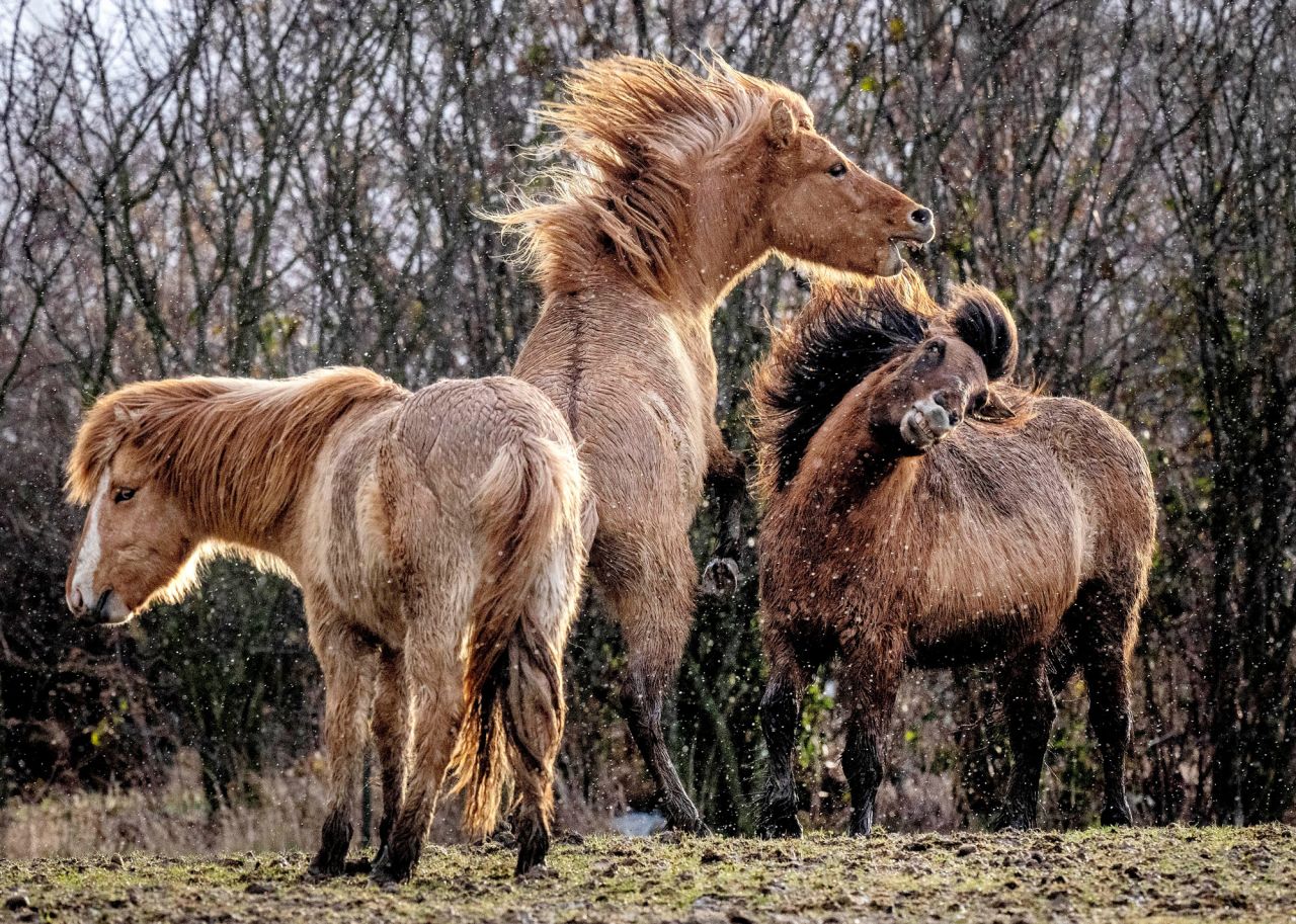 Icelandic horses are seen at a stud farm in Wehrheim, Germany, on Monday, February 21.