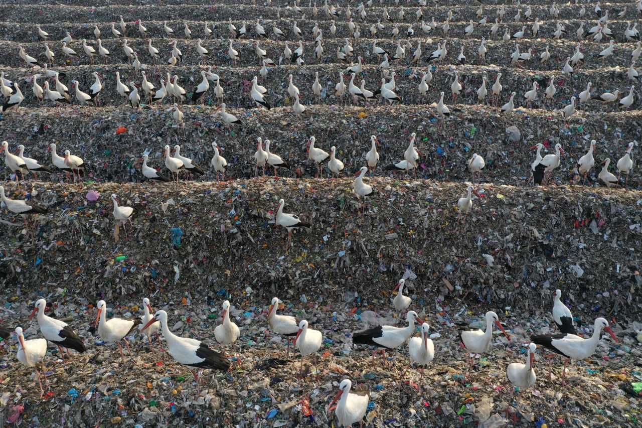 Storks gather at the Tovlan landfill in the West Bank on Friday, February 18.
