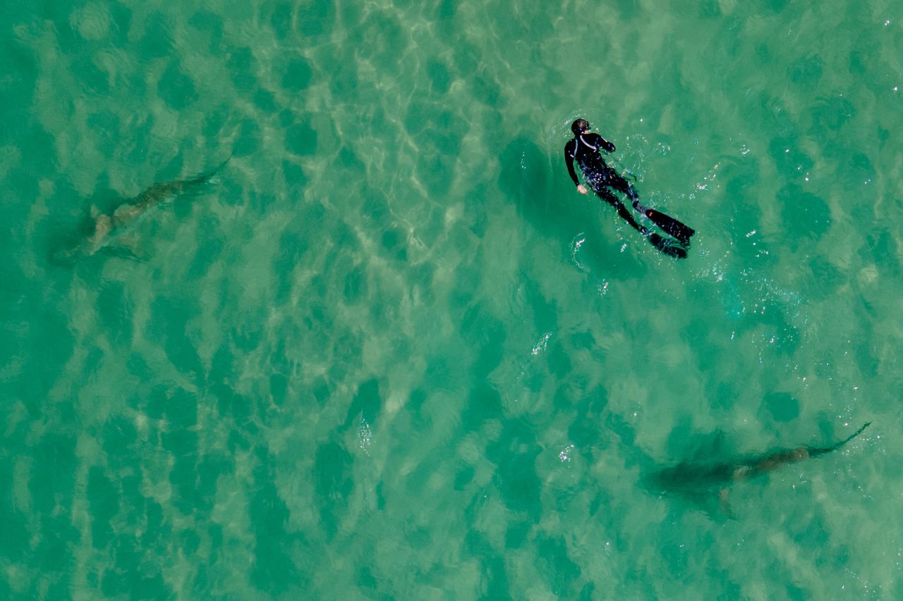 Sandbar sharks swim next to a snorkler in the Mediterranean Sea off the coast of Hadera, Israel, on Wednesday, February 23. The hot water gushing from a nearby industrial plant <a href="https://apnews.com/article/ce6701697c7f407face1202239765d9c" target="_blank" target="_blank">attracts these sharks</a> that are not considered to be dangerous to people, but are increasingly endangered by overfishing.
