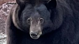 01b black bear homes lake tahoe wanted