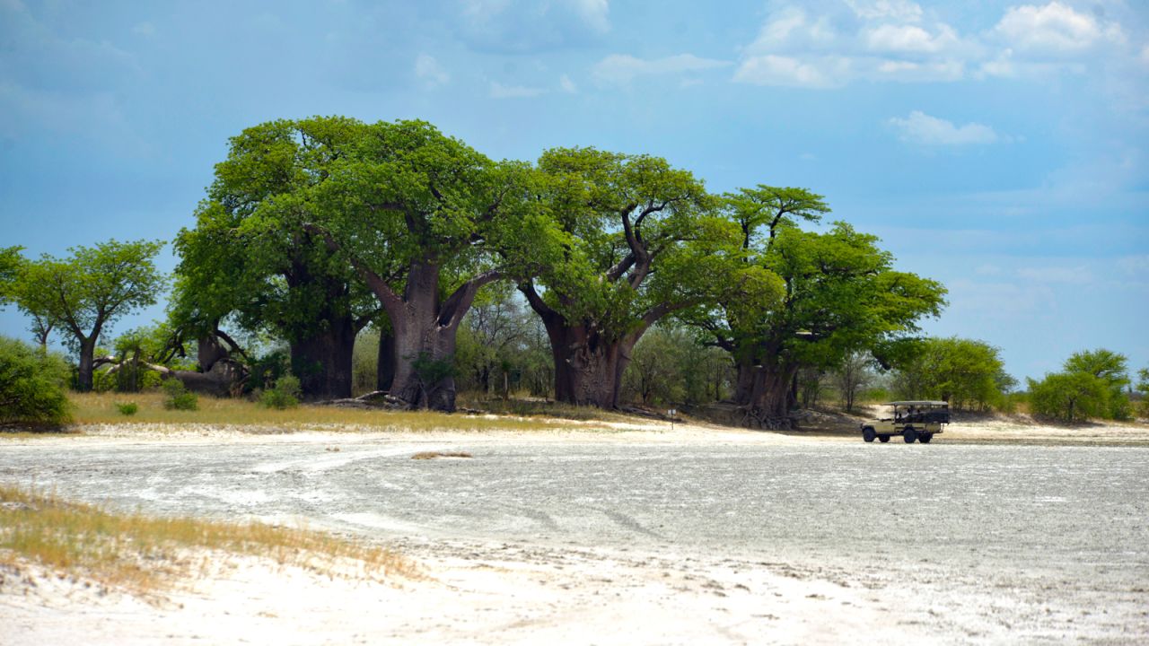 <strong>Tree line: </strong>These giant Baobabs trees have changed little in the 160 years since English explorer-artist Thomas Baines famously painted them.