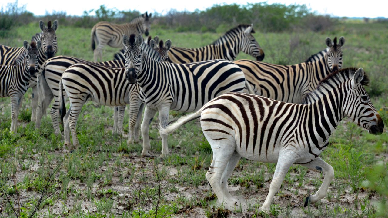 <strong>Zebra crossing:</strong> About 20,000 Burchell's zebras are believed to make their way across 500 kilometers as part of the annual migration. That would make it the longest mammal migration in Africa. 
