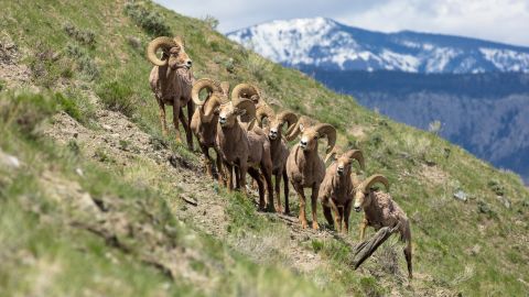 Wildlife such as bighorn sheep put visitors back in touch with nature.