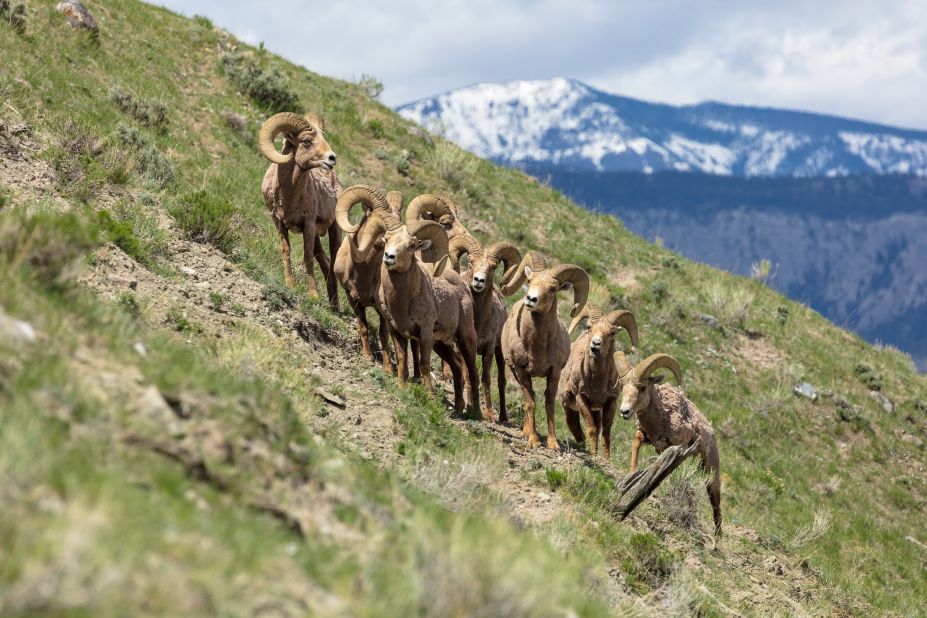<strong>Bighorn sheep:</strong> Some 10 to 13 interbreeding bands of bighorn sheep occupy steep terrain in the upper Yellowstone River drainage, the NPS says. This group was seen on Mount Everts.